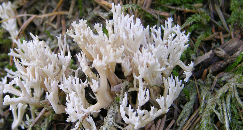 Qualche fungo...(seconda parte)